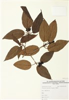 藏品(假繡球)的圖片